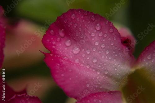 water drop on pink Petals