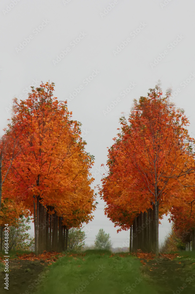 Treeline in Autumn