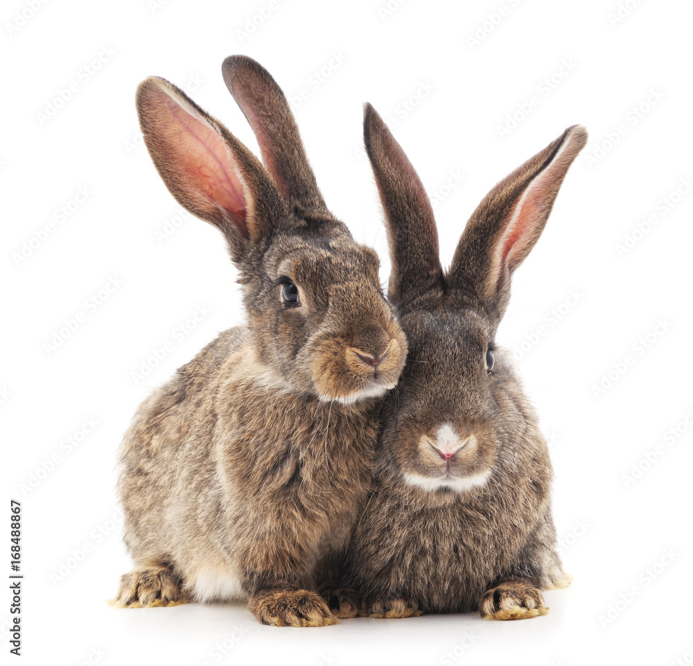 Obraz premium Two rabbits.