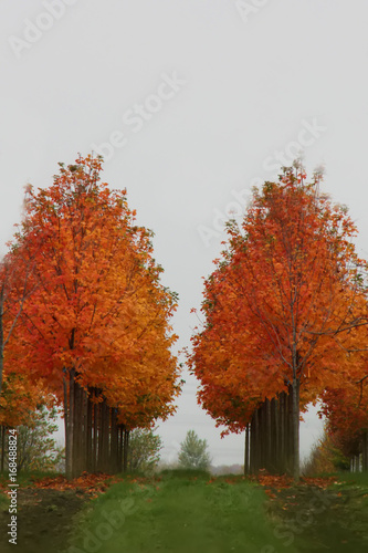 Treeline in Autumn © Alice