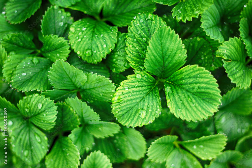 strawberry leaves background