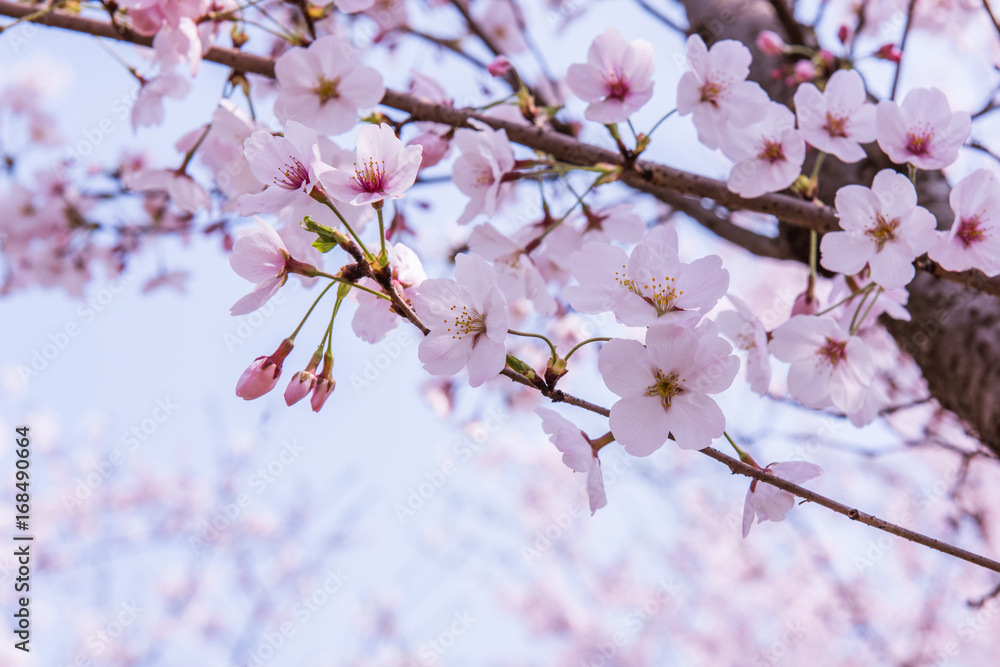 pink cherry blossom with blue sky pink cherry blossom with blue sky