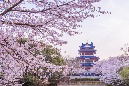 cherry blossom in Chinese traditional garden photo