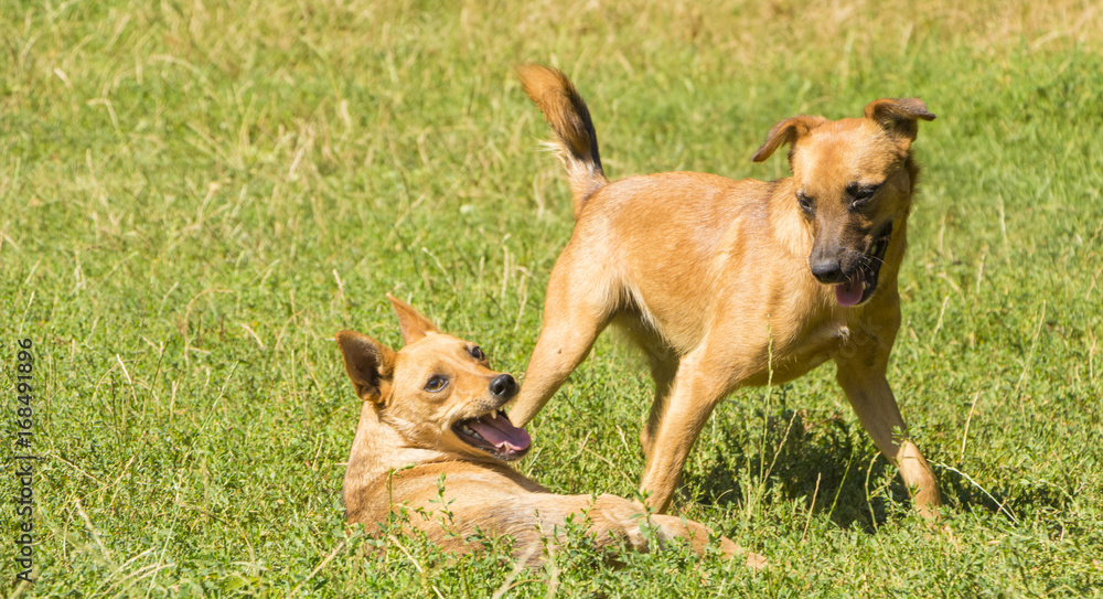 Yellow small dog playing on green grass