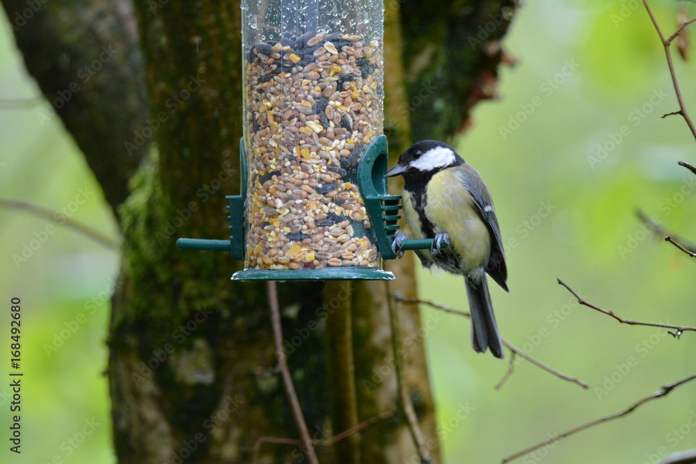 Obraz premium Great Tit