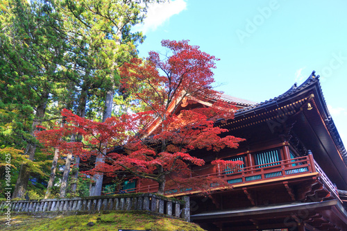 Autumn maple trees near Rinnoji temple of Nikko, Japan
