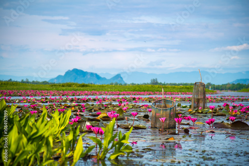  Colorful view of pink lotus in Thale Noi, Phatthalung, Thailand. Lotus and fish trap with mountain background on sunny day.