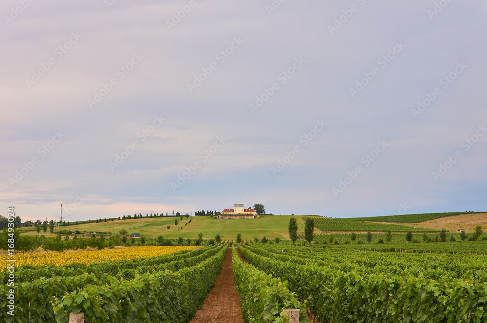 Fototapeta premium Vineyards in Croatia.