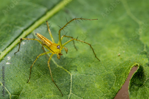 Image of Oxyopidae Spider (Java Lynx Spider / Oxyopes cf. Javanus) on green leaves. Insect Animal © yod67