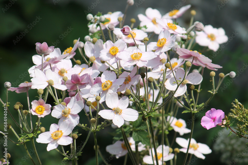 Pink flowers of Japanese anemone (Anemone hybrida) on flowerbed Pink flowers of Japanese anemone (Anemone hybrida) on flowerbed