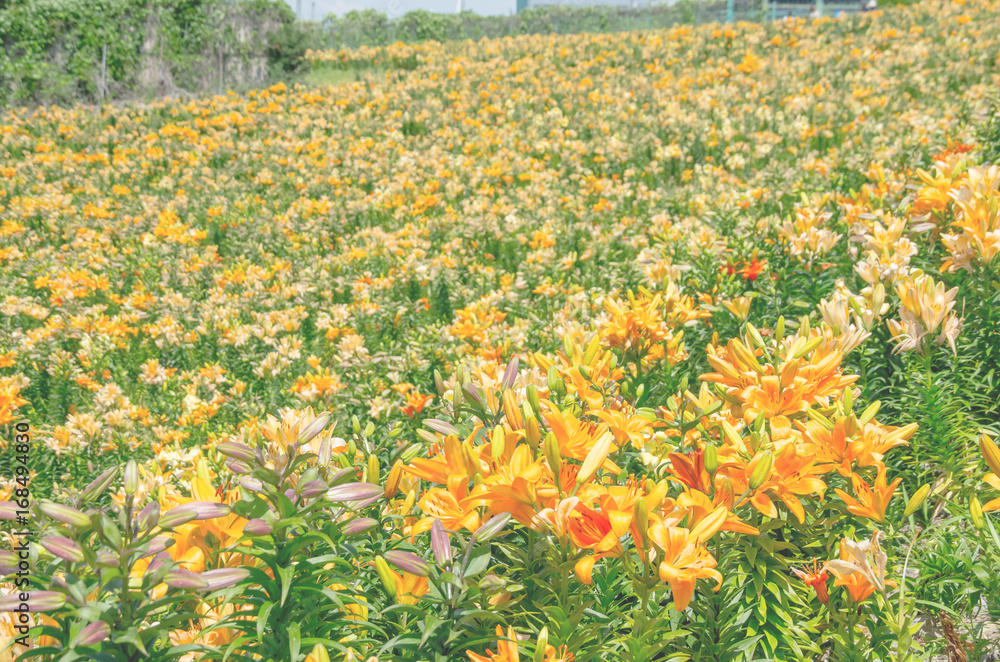 Fototapeta premium オレンジ色のゆり