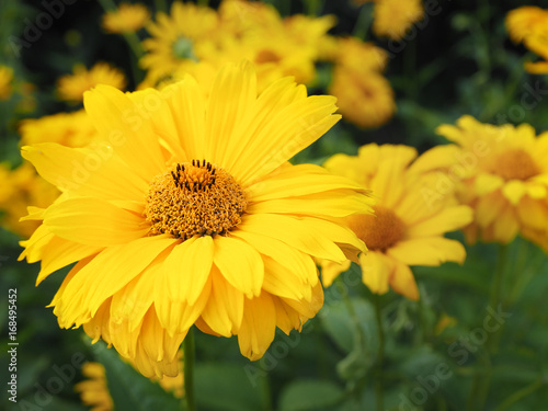 Yellow flowers of heliopsis closeup. Summer and autumn flowers.  