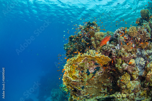 Fototapeta Naklejka Na Ścianę i Meble -  Beautiful coral reef with sealife