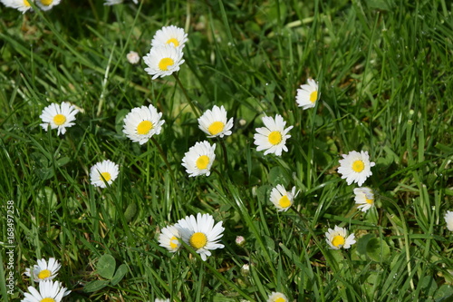 Blütenträume Gänseblümchen