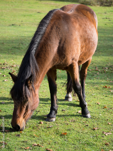 New forest bay mare grazing