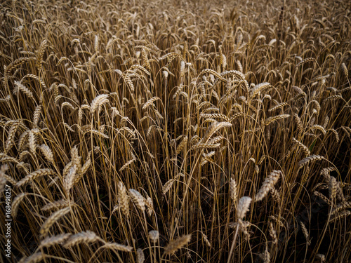 Ear of wheat