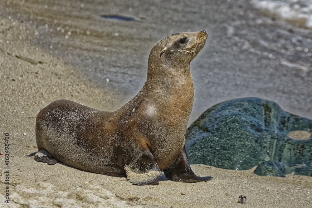 Fototapeta premium Sea lion posing on the beach with rocks and water in the background 