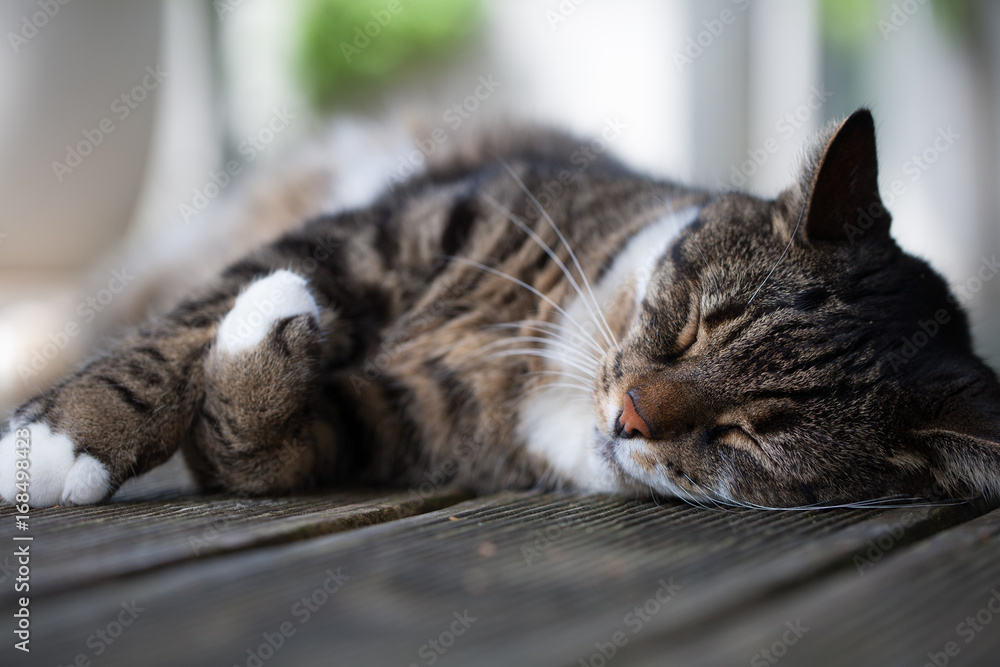 Naklejka premium relaxing cat