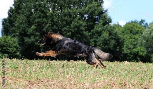 Schäferhund rennt über ein Stoppelfeld © Bianca