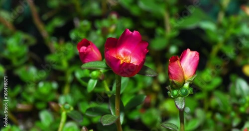 Wallpaper Mural Timelapse Common Purslane blooming in the morning. Torontodigital.ca