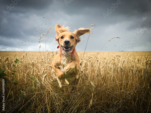 Golden Cocker spaniel dog running through a field of wheat.