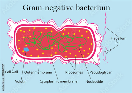 Structure  of gram-negative bacterium