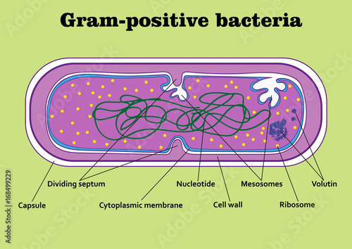 Structure  of gram-positive bacterium