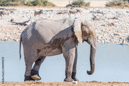 African elphant scratching its leg with a foot photo