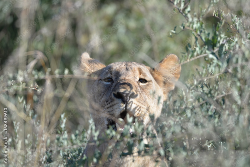 Obraz premium Löwin