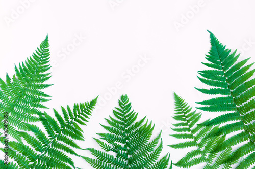 Fern leaves isolated on white background. Flat lay, top view