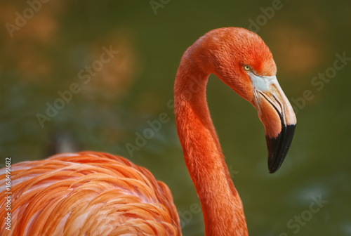Flamingo portrait showing beak head neck and part of body with blurred background