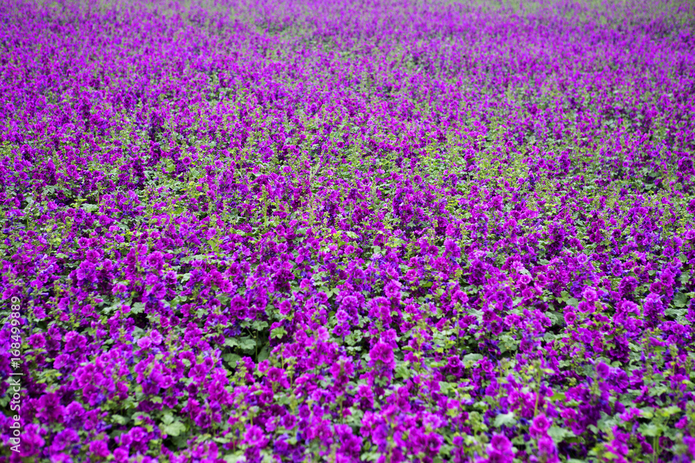 field of beautiful wild purple mallow field of beautiful wild purple mallow