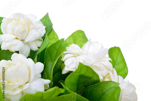 arabian jasmine, jasminum sambac, flower and leaves, jasmine tea flower isolated on white background
