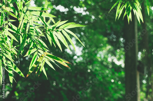 Leaf texture background with sun light and flare light in Thailand. Abstract natural background.