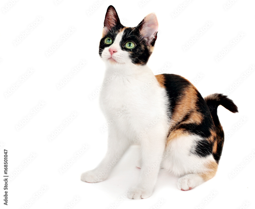 Cute tricolor kitten , isolated on white background.Little cat