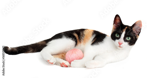 Cute kitten playing pink clew of thread, isolated on white background.Little cat © vania_zhukevych