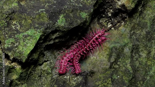 Shocking pink millipede (Desmoxytes purpurosea) are breeding in the tropical rain forest. It's new species found in Thailand only.  photo