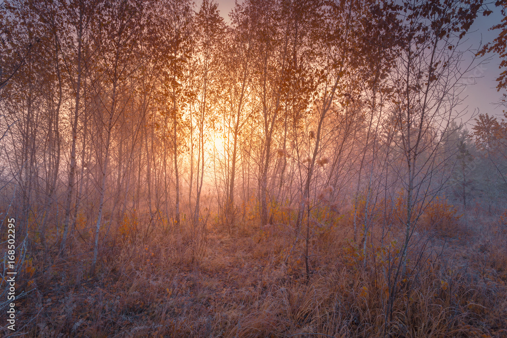 Beautiful autumn sunrise forest landscape with hoarfrost on the grass. Beautiful autumn sunrise forest landscape with hoarfrost on the grass.