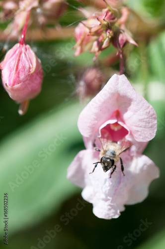 Biene auf Blume