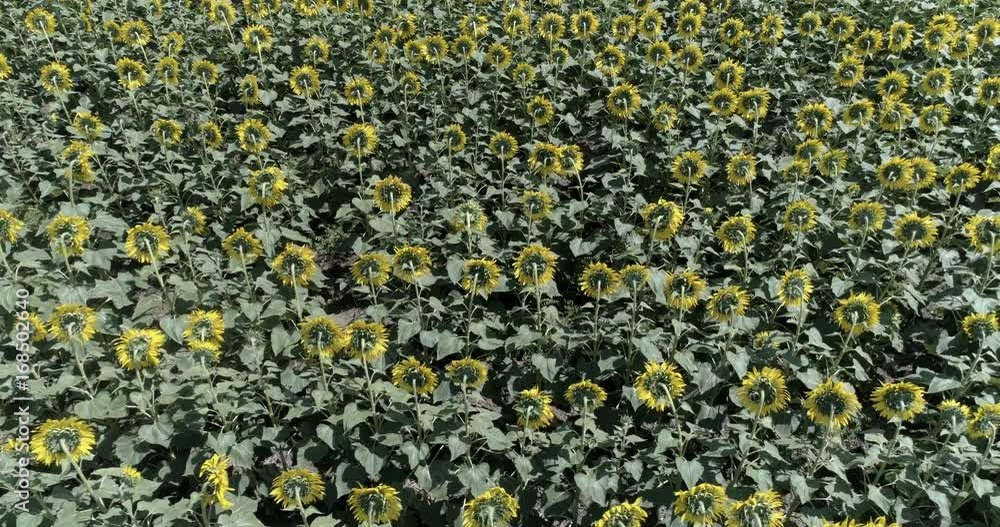 Field with sunflower. Shooting with a drone. Field with sunflower. Shooting with a drone.