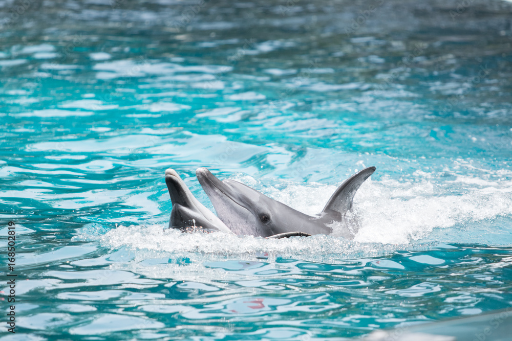 Fototapeta premium animal