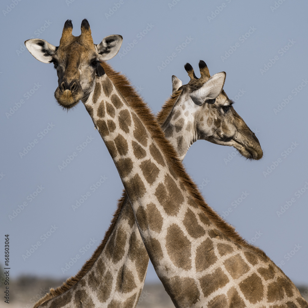 Obraz premium 2 Giraffes