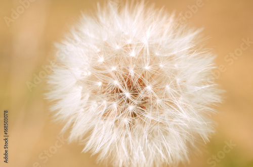 White fluffy dandelion on the blurred background