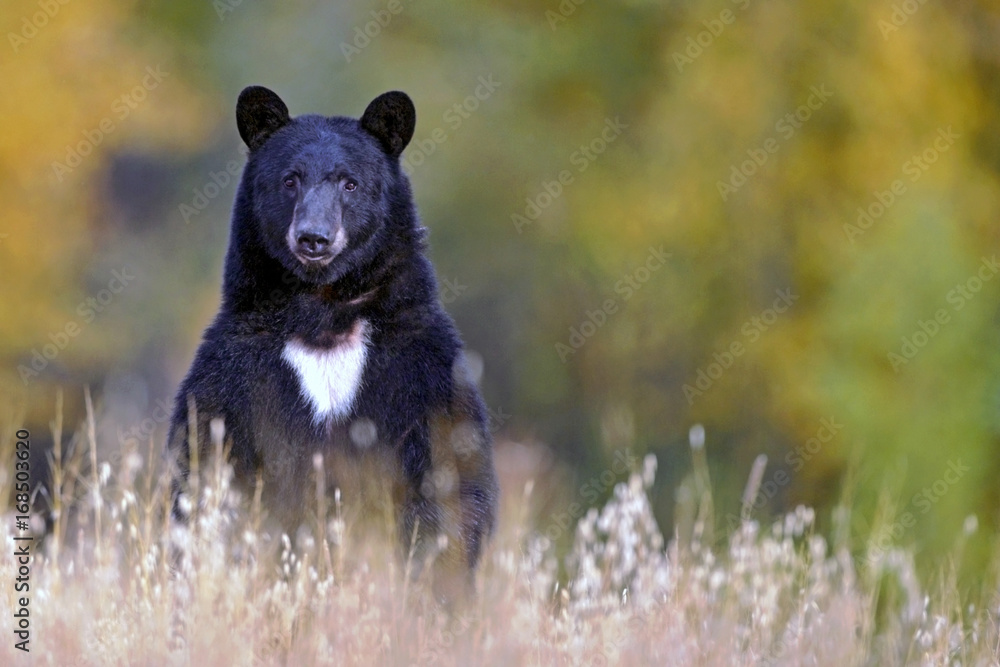 Fototapeta premium Large Black Bear standing upright in field, watching, alert, blurred trees in autumn colors in background
