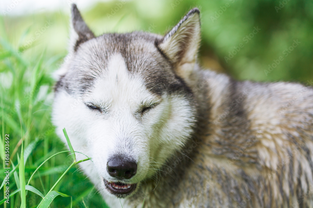 Portrait of Siberian Husky in the summer forest