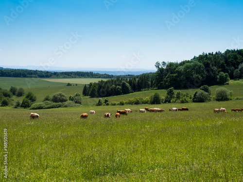 Grazing a herd of cows, Czech republic