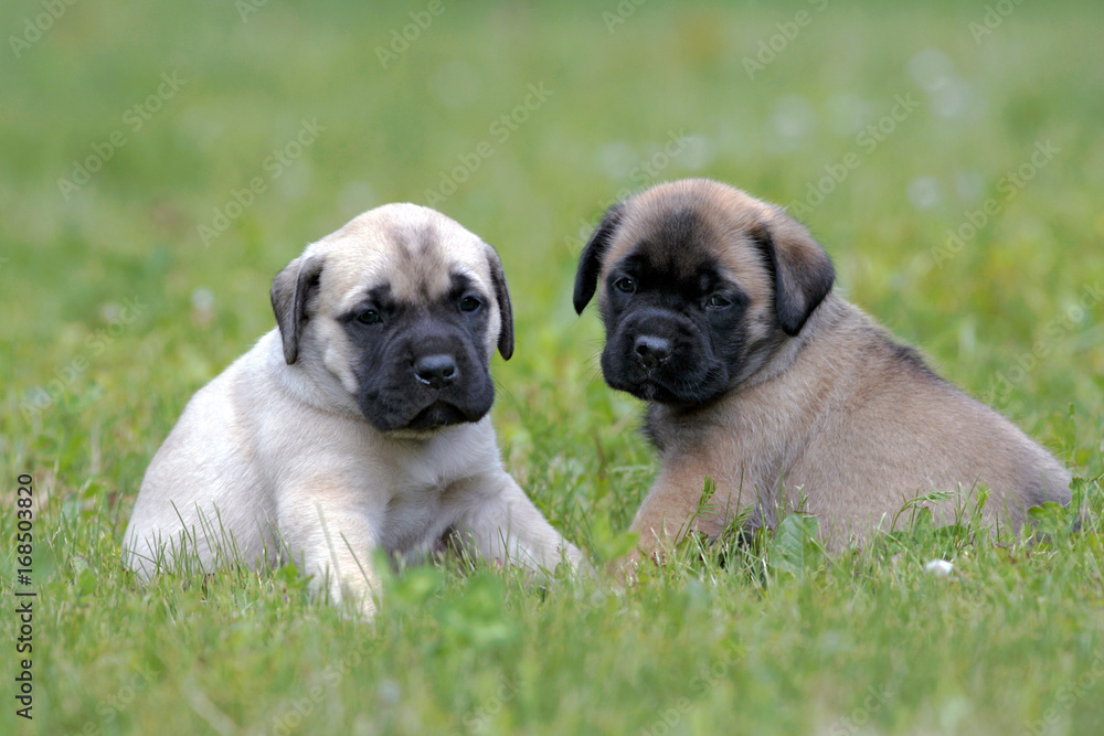 Two cute English Mastiff puppies, few week, together in grass,. watching