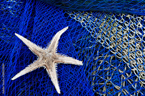 Starfish in fishing net