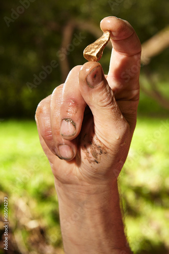 Obraz na plátně Detail of fingers with golden nuggets found by today prospector in sand of creek