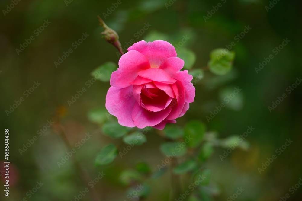 Pink rose blooming